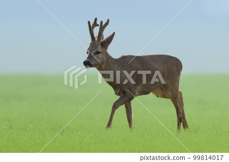 one young roebuck stands on a green field in spring 99814017