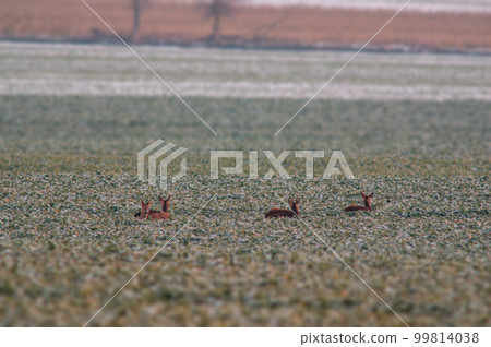 one group of deer in a field in winter 99814038