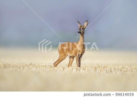 one beautiful roe deer doe stands on a harvested field in summer 99814039