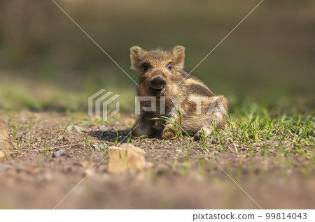 one a young wildboar piglet relaxes on a meadow 99814043