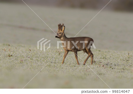 one young roebuck stands on a frozen field in winter one young roebuck stands on a frozen field in winter 99814047