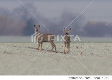 one group of deer in a field in winter one group of deer in a field in winter 99814049