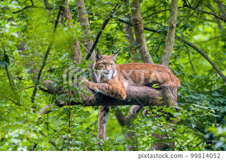 one handsome lynx hides in colorful spring forest 99814052