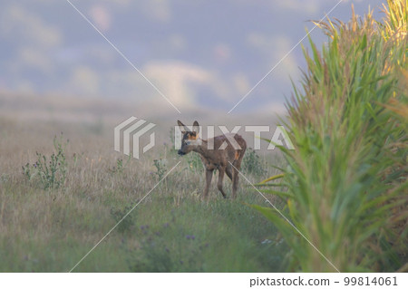 one young roebuck looks out of a cornfield in summer one young roebuck looks out of a cornfield in summer 99814061