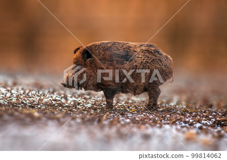 a wild boar in a deciduous forest in autumn a wild boar in a deciduous forest in autumn 99814062