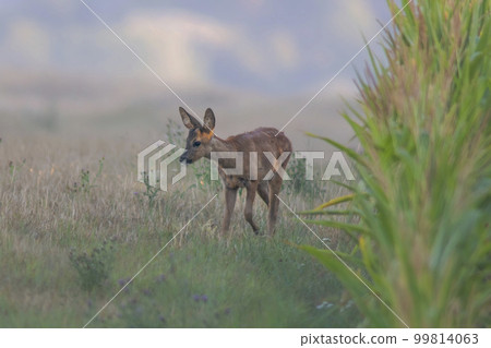 one young roebuck looks out of a cornfield in summer 99814063