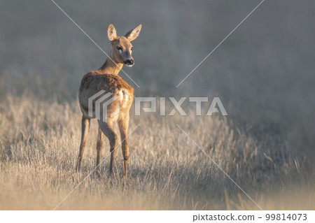 one beautiful roe deer doe stands on a meadow in summer 99814073