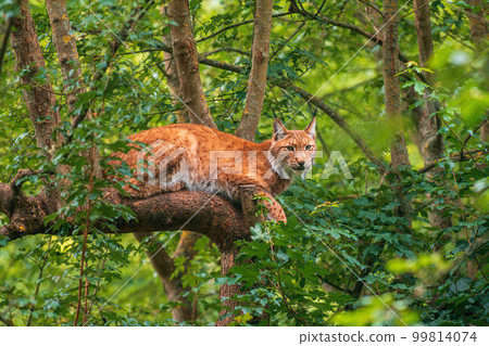 one handsome lynx hides in colorful spring forest 99814074