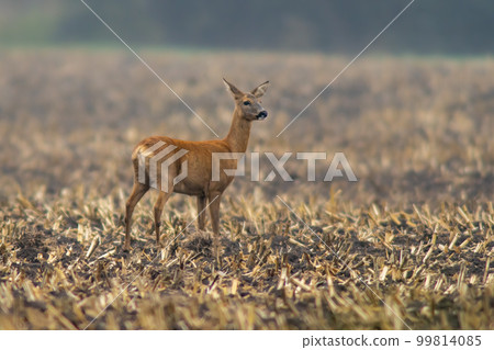 one beautiful deer doe standing on a harvested field in autumn 99814085