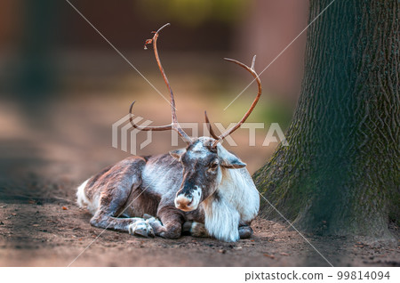 one moose lies relaxed on the edge of a forest 99814094