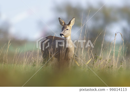 one beautiful roe deer doe stands on a meadow in summer one beautiful roe deer doe stands on a meadow in summer 99814113