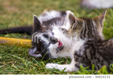 playful kitten siblings romping around playful kitten siblings romping around 99814132