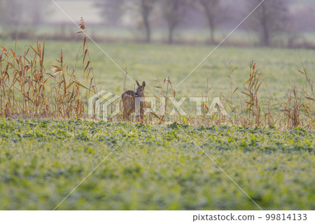 one beautiful deer doe standing on a meadow in autumn one beautiful deer doe standing on a meadow in autumn 99814133