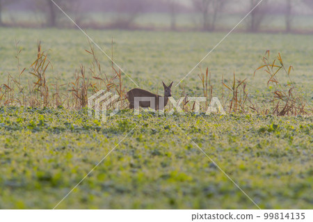 one beautiful deer doe standing on a meadow in autumn one beautiful deer doe standing on a meadow in autumn 99814135