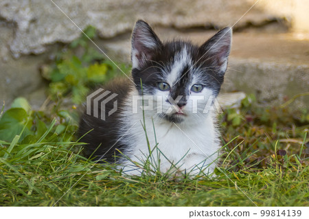 young cute kitten curiously looks at the camera young cute kitten curiously looks at the camera 99814139