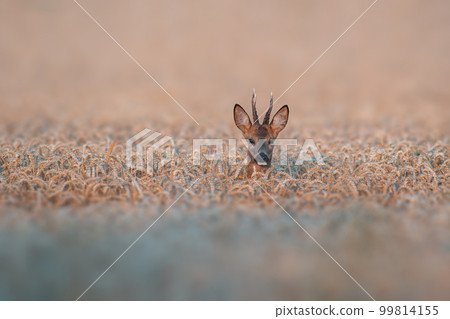 one young roebuck looking out of a wheat field in summer 99814155