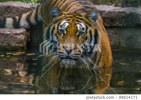 one handsome young tiger goes into the water for bathing one handsome young tiger goes into the water for bathing 99814171