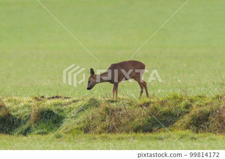 one beautiful deer doe standing on a meadow in spring one beautiful deer doe standing on a meadow in spring 99814172