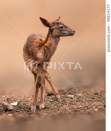 one young red deer doe stands in a forest one young red deer doe stands in a forest 99814177