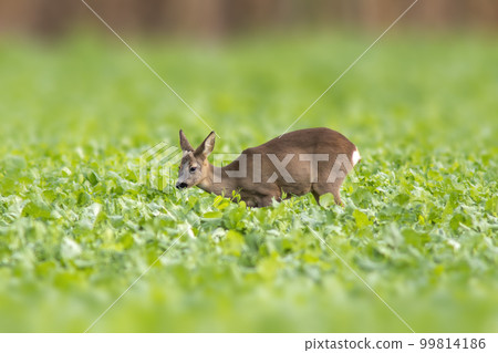 one young roebuck stands on a green field in spring one young roebuck stands on a green field in spring 99814186