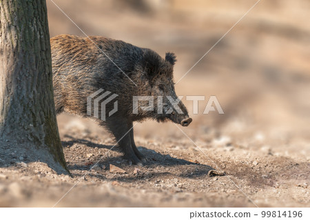 a wild boar in a deciduous forest in autumn a wild boar in a deciduous forest in autumn 99814196