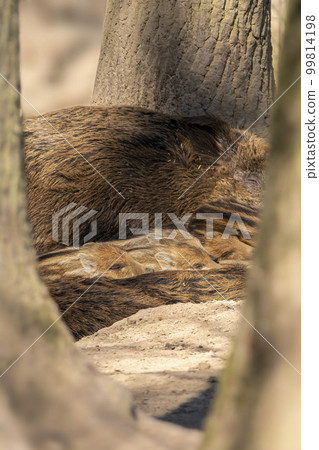 wild boar family in a deciduous forest in spring wild boar family in a deciduous forest in spring 99814198
