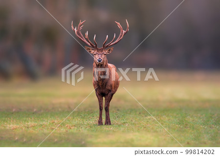 one handsome red deer buck stands in a meadow 99814202