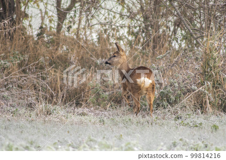 one adult roe deer doe stands on a frozen field in winter 99814216