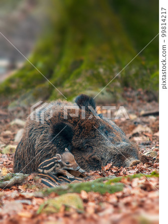 wild boar family in a deciduous forest in spring 99814217