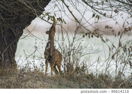 one Adult doe standing by an old tree in winter 99814218