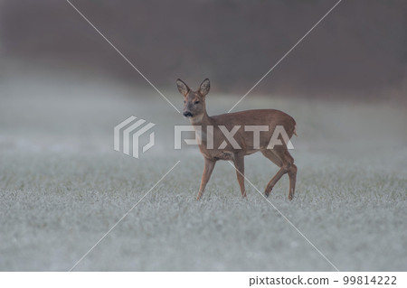 one adult roe deer doe stands on a frozen field in winter one adult roe deer doe stands on a frozen field in winter 99814222