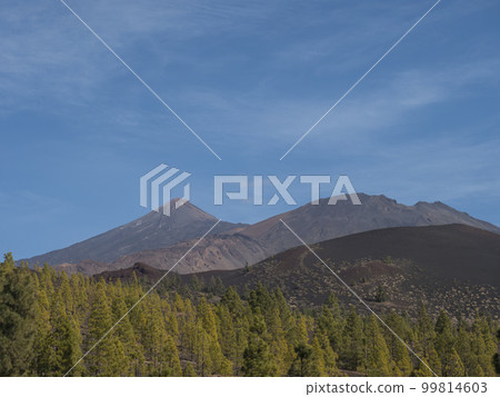Mountains and lava fields partly covered by pine tree forest with view of volcano Pico del Teide. Volcanic landscape at El Teide National Park, Tenerife, Canary Islands, Spain. Blue sky background 99814603