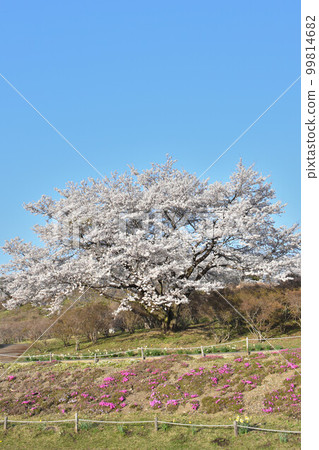 To木縣矢田市長谷公園 To木縣矢田市長谷公園 99814682
