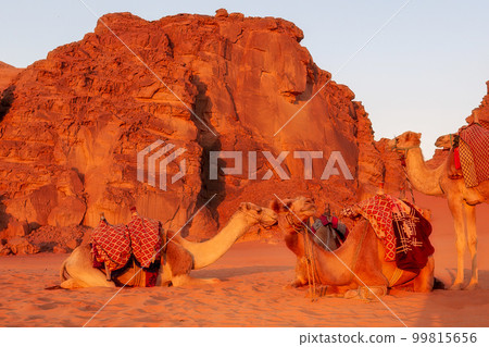 Camels lying down, desert sunset, Wadi Rum, Jordan 99815656