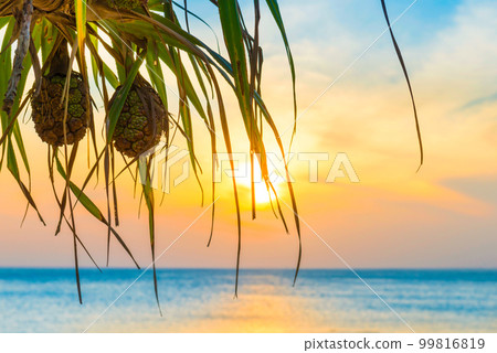 Sunset sea and beach with coconut palm tree Sunset sea and beach with coconut palm tree 99816819