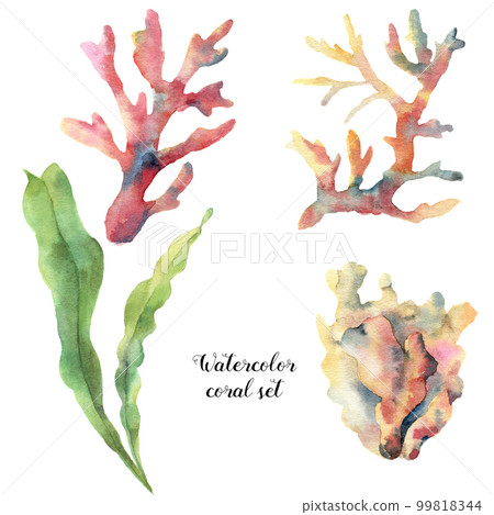 Watercolor set with coral and laminaria. Hand painted underwater branches isolated on white background. Tropical sea life illustration. For design, print or background. Watercolor set with coral and laminaria. Hand painted underwater branches isolated on white background. Tropical sea life illustration. For design, print or background. 99818344