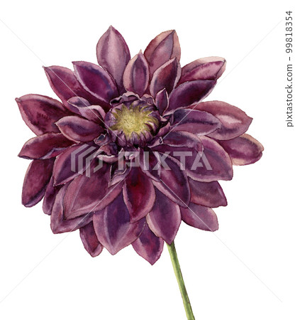 Watercolor dahlia flower. Hand painted autumn floral illustration isolated on white background. Botanical illustration for design Watercolor dahlia flower. Hand painted autumn floral illustration isolated on white background. Botanical illustration for design 99818354