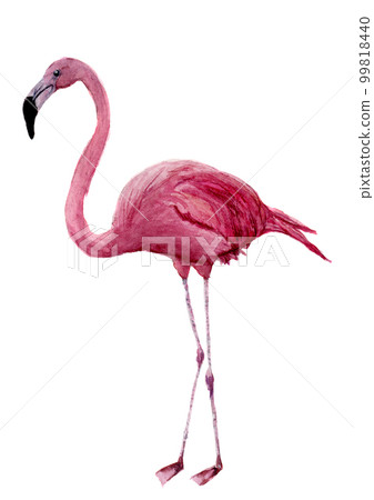 Watercolor flamingo. Exotic wading bird illustration isolated on white background. For design, prints or background Watercolor flamingo. Exotic wading bird illustration isolated on white background. For design, prints or background 99818440