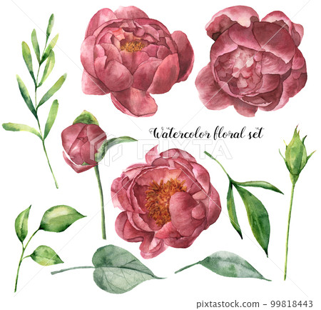 Watercolor floral set with peony and leaves. Hand painted plant elements with flowers and greenery isolated on white background. Botanical illustration for design. Watercolor floral set with peony and leaves. Hand painted plant elements with flowers and greenery isolated on white background. Botanical illustration for design. 99818443