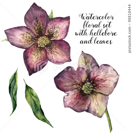 Watercolor floral set with hellebore and leaves. Hand painted winter flowers isolated on white background. Botanical illustration for design, print or fabric. Watercolor floral set with hellebore and leaves. Hand painted winter flowers isolated on white background. Botanical illustration for design, print or fabric. 99818444