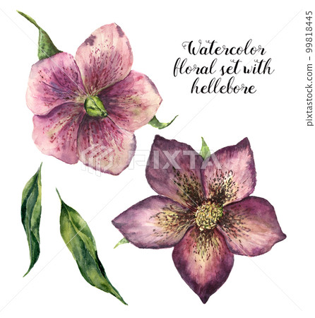 Watercolor floral set with hellebore. Hand painted winter flowers isolated on white background. Botanical illustration for design, print or fabric. Watercolor floral set with hellebore. Hand painted winter flowers isolated on white background. Botanical illustration for design, print or fabric. 99818445