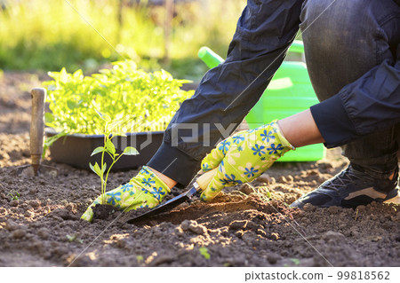 Female farmer hands planting to soil seedling in the vegetable garden Female farmer hands planting to soil seedling in the vegetable garden 99818562
