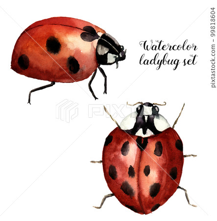 Watercolor ladybug set. Collection with ladybird. Insect illustration isolated on white background. For design or print 99818604