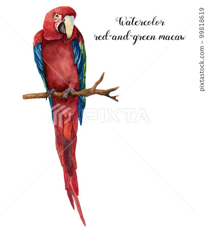 Watercolor red-and-green macaw. Hand painted parrot isolated on white background. Nature illustration with bird. For design, print or background. Watercolor red-and-green macaw. Hand painted parrot isolated on white background. Nature illustration with bird. For design, print or background. 99818619