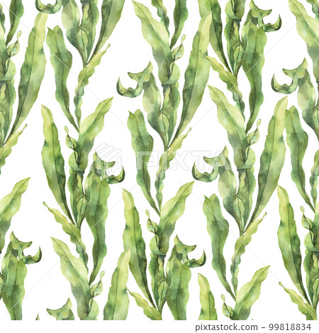 Watercolor seamless pattern with laminaria. Hand painted underwater floral illustration with algae leaves branch isolated on white background. For design, fabric or print. 99818834