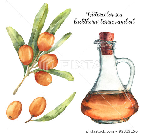 Watercolor sea buckthorn set with berries and oil. Botanical floral illustration with sandthorn oil, seaberry and leaves isolated on white background. For design, fabric 99819150