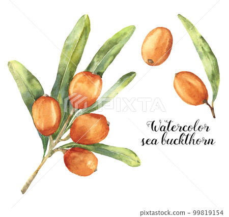 Watercolor sea buckthorn set. Botanical food illustration with seaberry and leaves isolated on white background. For design, fabric 99819154