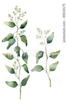 Watercolor eucalyptus leaves and branches with flowers. Hand painted flowering eucalyptus. Floral illustration isolated on white background. For design, textile and background. 99819175