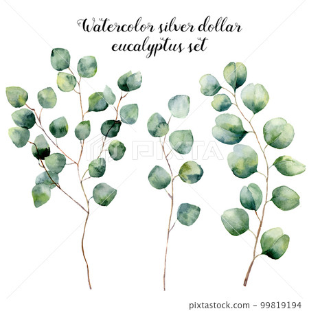 Watercolor silver dollar eucalyptus set. Hand painted floral illustration with round leaves and branches isolated on white background. For design, print and fabric. 99819194