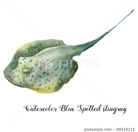 Watercolor Blue Spotted stingray. Hand painted underwater tropical animal illustration isolated on white background. For design, fabric or print. Watercolor Blue Spotted stingray. Hand painted underwater tropical animal illustration isolated on white background. For design, fabric or print. 99819218